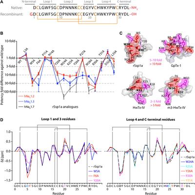 Structure-function and rational design of a spider toxin Ssp1a at human voltage-gated sodium channel subtypes